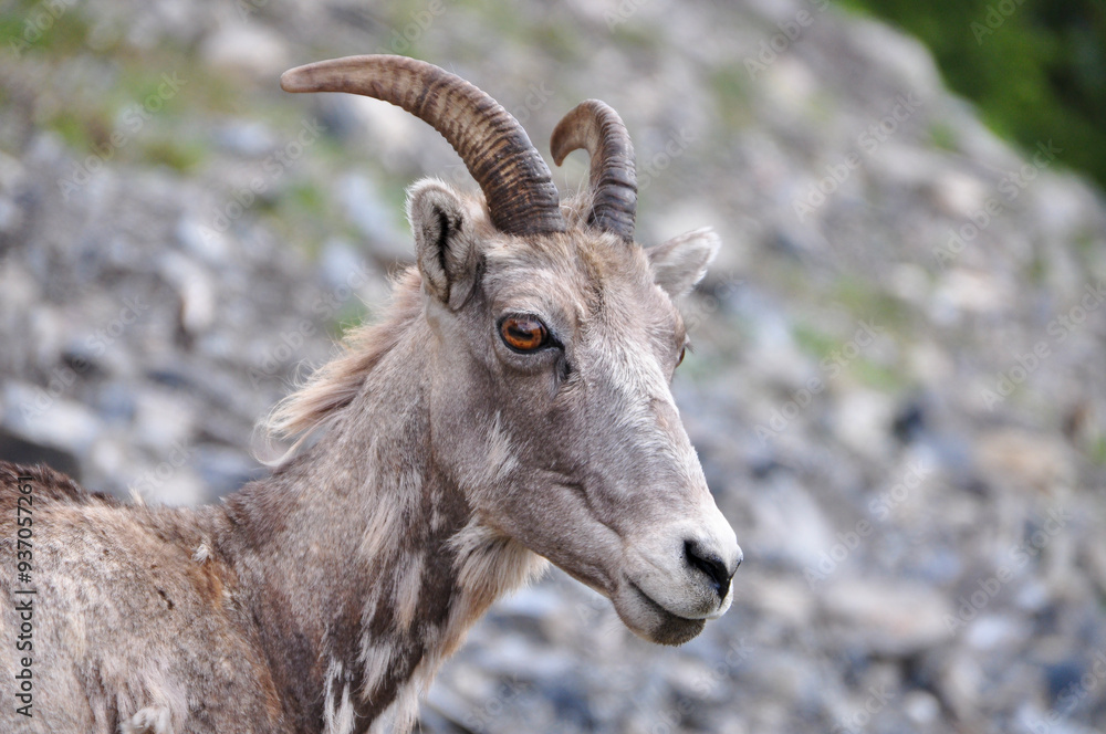 Horned goat ram sheep mountain goat yellow eyes Horned goat ram sheep mountain goat yellow eyes