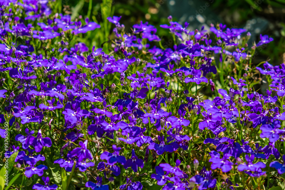 Colorful Wildflowers Blooming in a Serene Meadow Colorful Wildflowers Blooming in a Serene Meadow