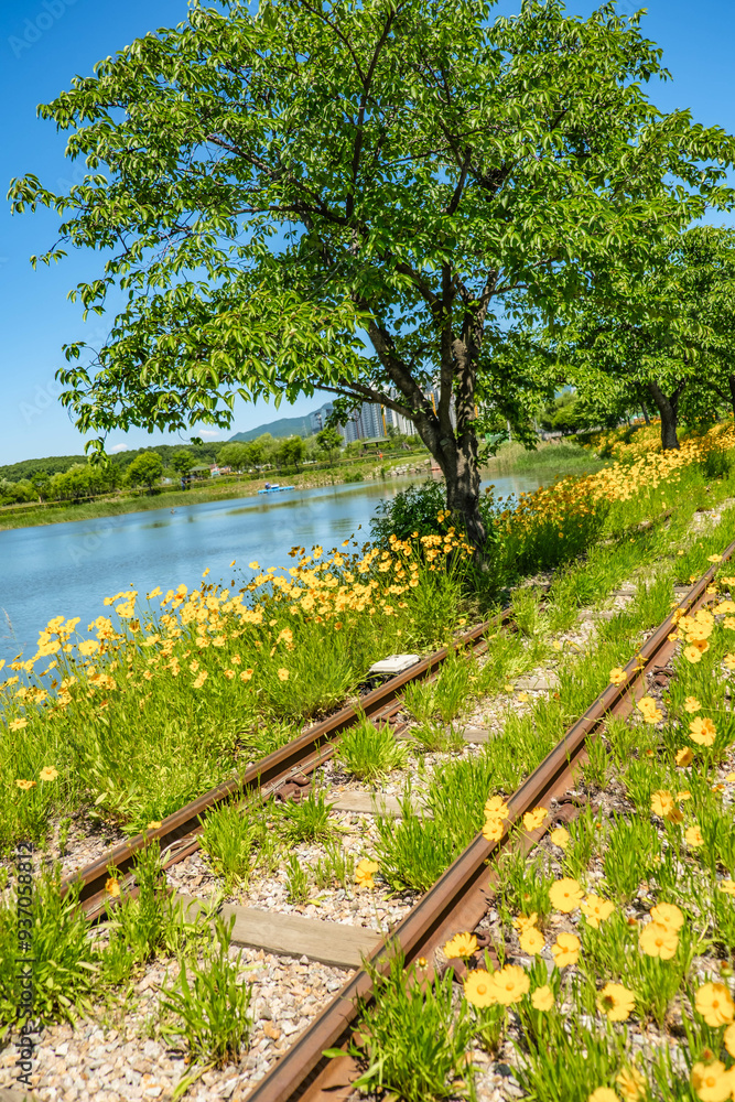 Fototapeta premium Vibrant Marigolds by the Tranquil Lake and Railway