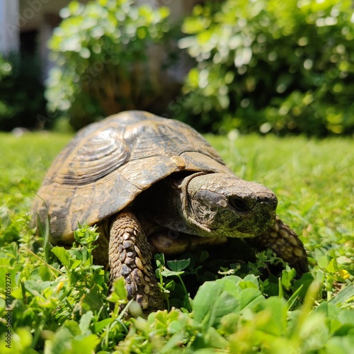 turtle on the grass photo