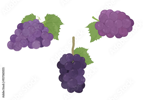 Illustration set of cute large grapes