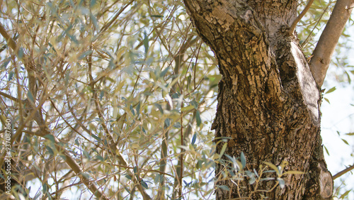 Centuries old olive tree trunk photo