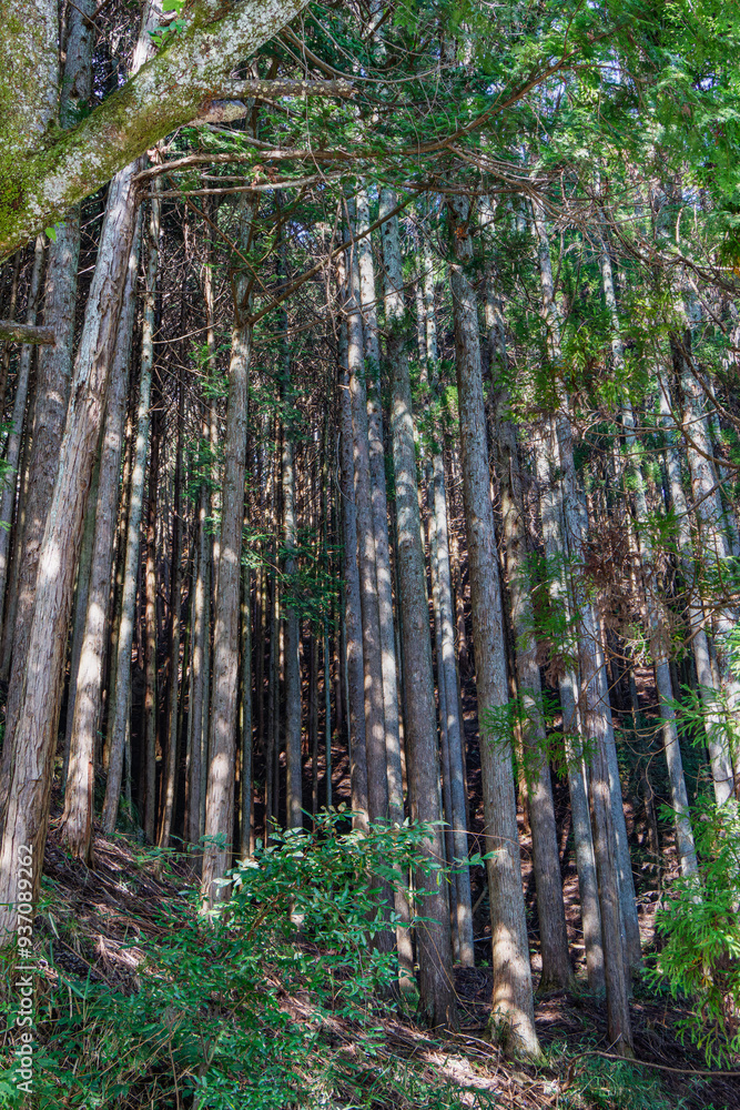 Obraz premium まっすぐに伸びる杉