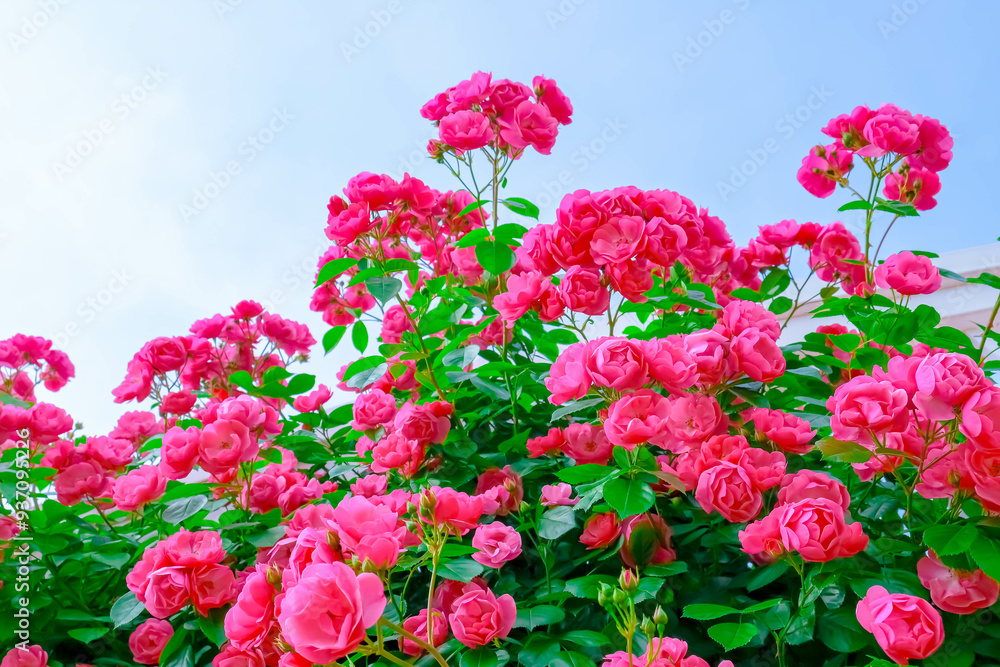 Blooming Roses in a Garden: A Romantic Floral Landscape Blooming Roses in a Garden: A Romantic Floral Landscape