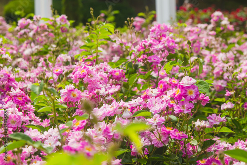 Blooming Roses in a Garden: A Romantic Floral Landscape