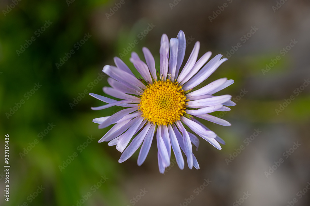 Purple Aster Bloom Against Blurry Background Purple Aster Bloom Against Blurry Background