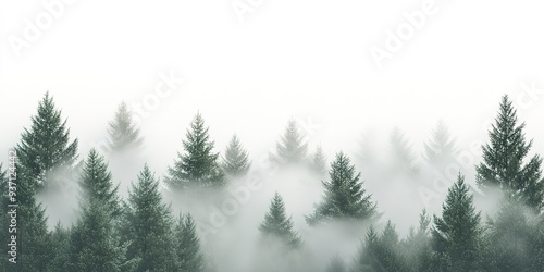 Isolated white background with fog engulfing a spruce forest. Seamless pattern.