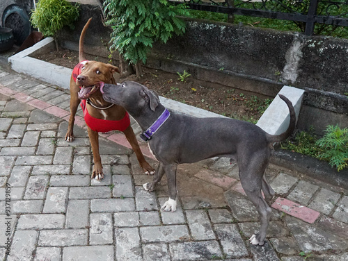 a red-nosed pitbull and a blue-nosed pitbull are playing in the yard.