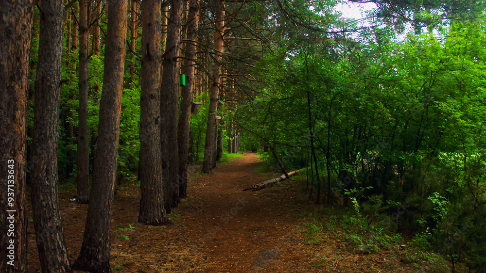 Forest alley. A path through the forest Forest alley. A path through the forest