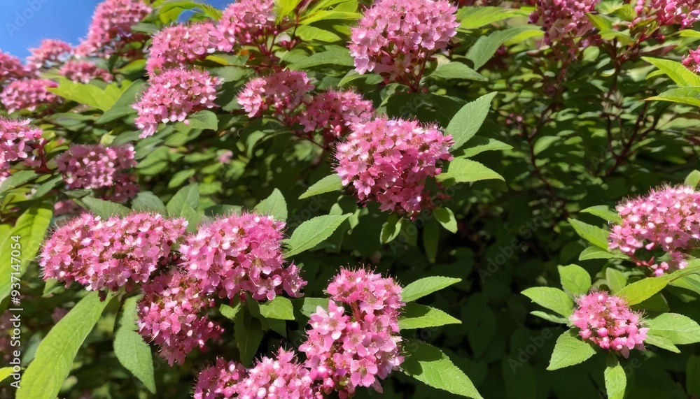 Blooming with beauty A vibrant pink flower bush in full bloom Blooming with beauty A vibrant pink flower bush in full bloom