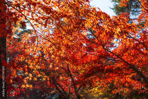 日本の風景・秋 埼玉県長瀞町 紅葉の秩父長瀞 月の石もみじ公園