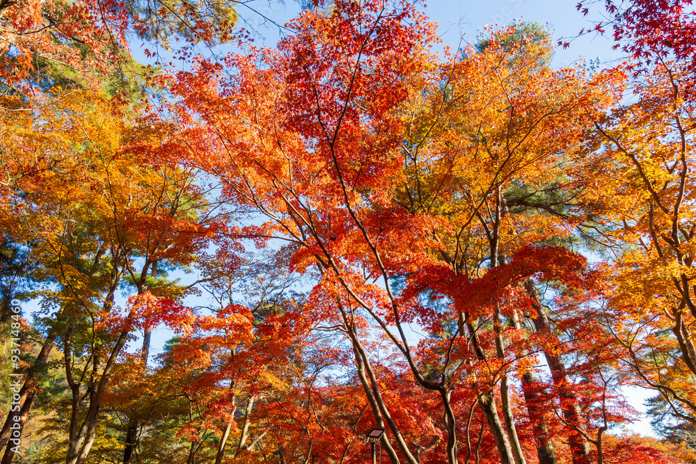 日本の風景・秋 埼玉県長瀞町 紅葉の秩父長瀞 月の石もみじ公園 日本の風景・秋 埼玉県長瀞町 紅葉の秩父長瀞 月の石もみじ公園