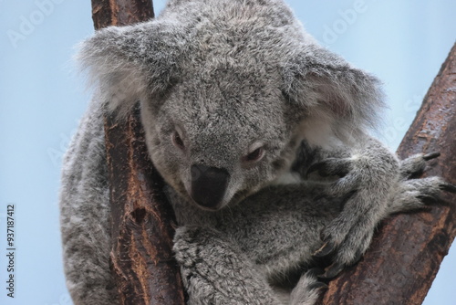 Canvas Print コアラ