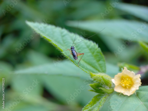 An insect crawls on a green leaf