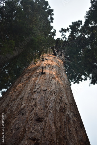 Sequoia Tree