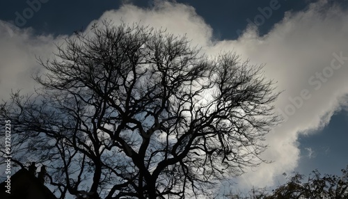  Bare branches reaching for the sky