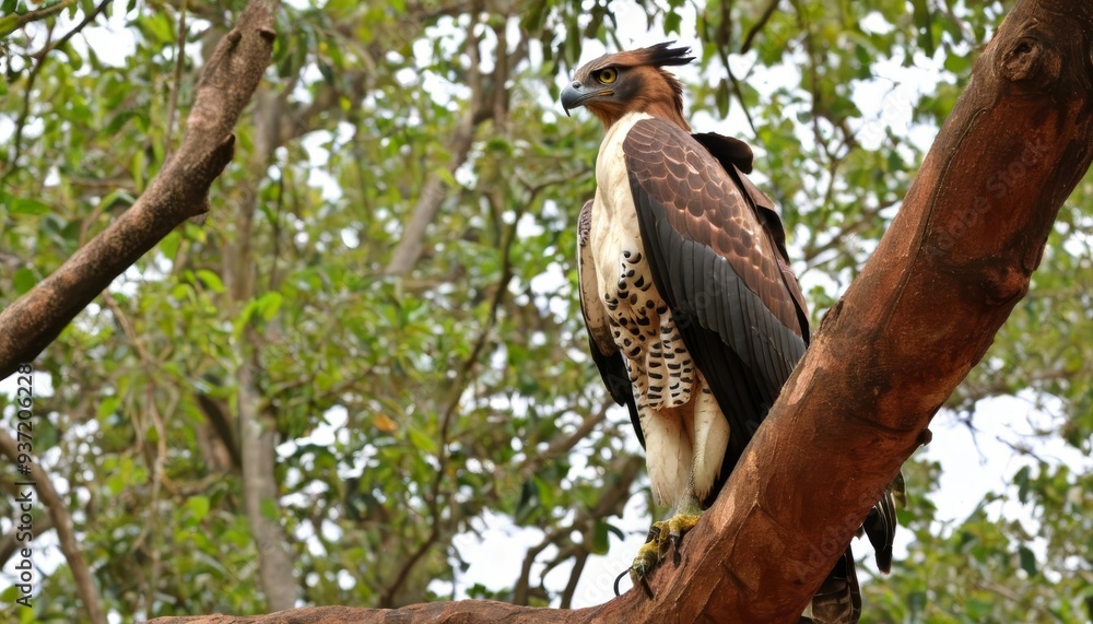 Eagle of the forest perched in majesty Eagle of the forest perched in majesty