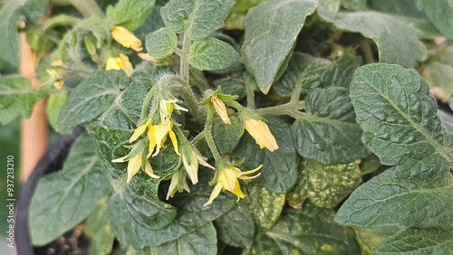 leaves in a garden