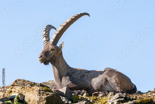 Alpine Ibex Resting on a Rock Against a Clear Blue Sky