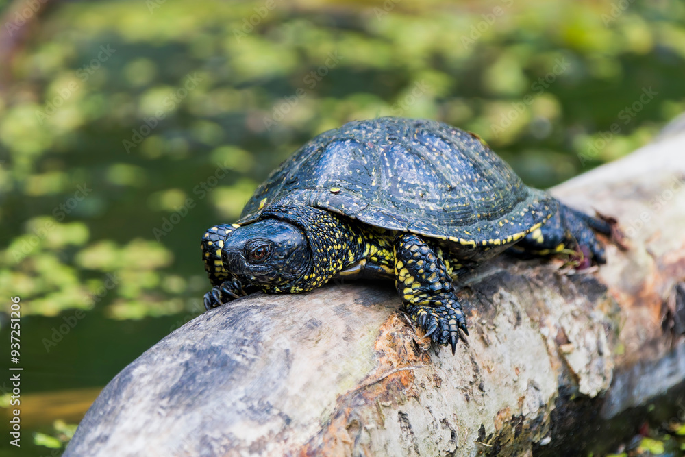 European Swamp Turtle Sunbathing on a Log in a Tranquil Lake European Swamp Turtle Sunbathing on a Log in a Tranquil Lake