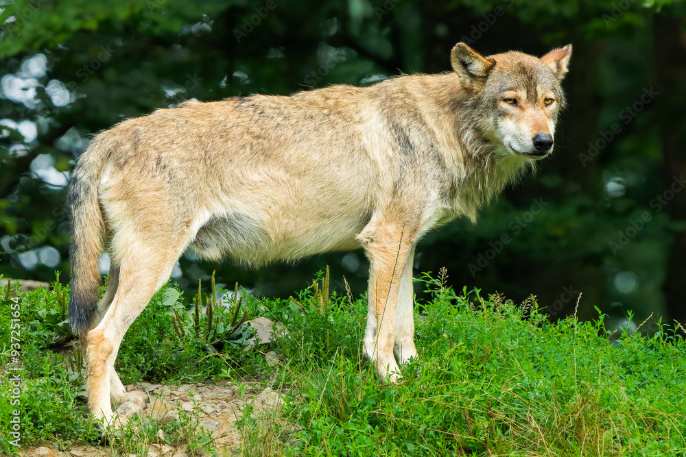 Fototapeta premium Timber Wolf Standing Majestically in Front of a Forest