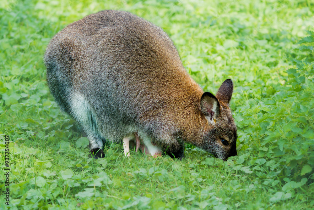 Regular-Colored Wallaby with an Albino Baby in Its Pouch Regular-Colored Wallaby with an Albino Baby in Its Pouch