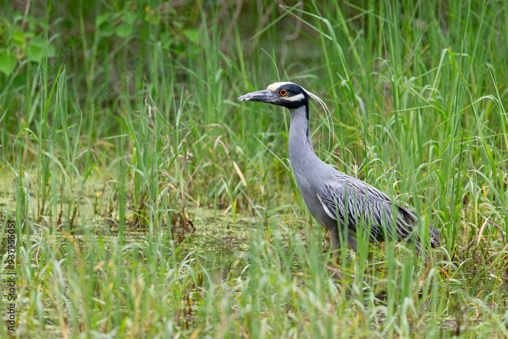 Naklejka premium Yellow-crowned Night-Heron