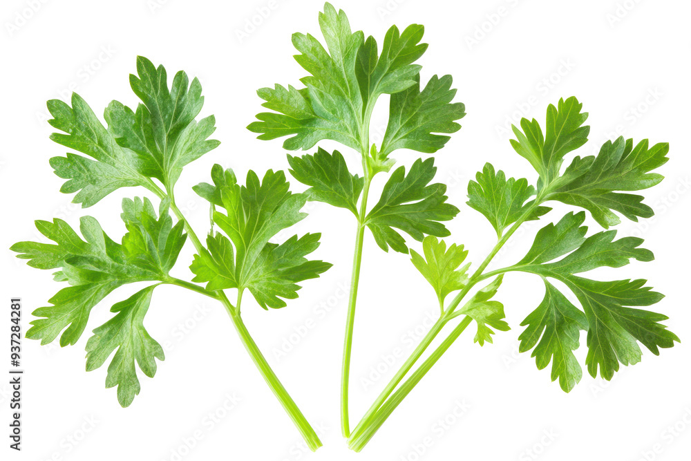 Fresh Green Parsley Leaves on Transparent Background Fresh Green Parsley Leaves on Transparent Background