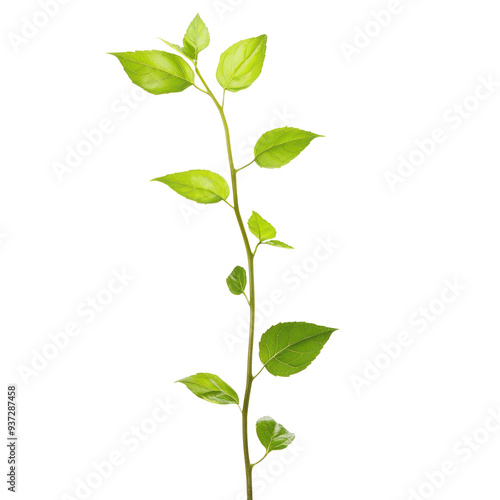 Green Plant Stem with Leaves