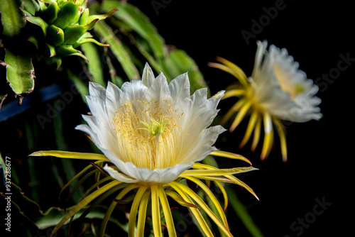 Large fragrant magnificent white flower of dragon fruit pollinated by Australian bees with a dark background photo