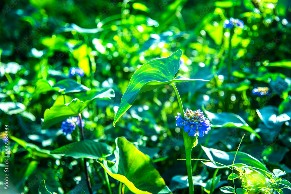 Monochoria hastata flower and inflorescence, commonly known as Arrow Leaf Pondweed, arrow-leaf monochoria, hastate-leaf pondweed, monochoria. Monochoria hastata flower and inflorescence, commonly known as Arrow Leaf Pondweed, arrow-leaf monochoria, hastate-leaf pondweed, monochoria.