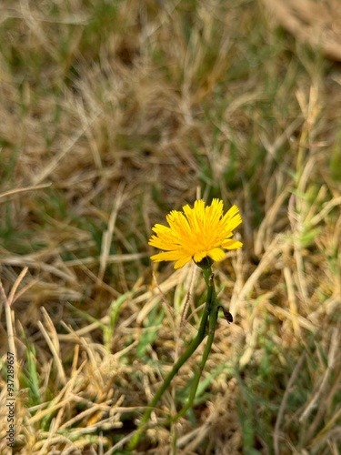 Wallpaper Mural Blossoms of Hypochaeris uniflora Torontodigital.ca
