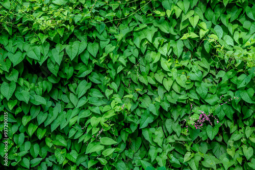 Antigonon leptopus which attract predators of oil palm leaf-eating pests such as bagworms and nettle caterpillar.