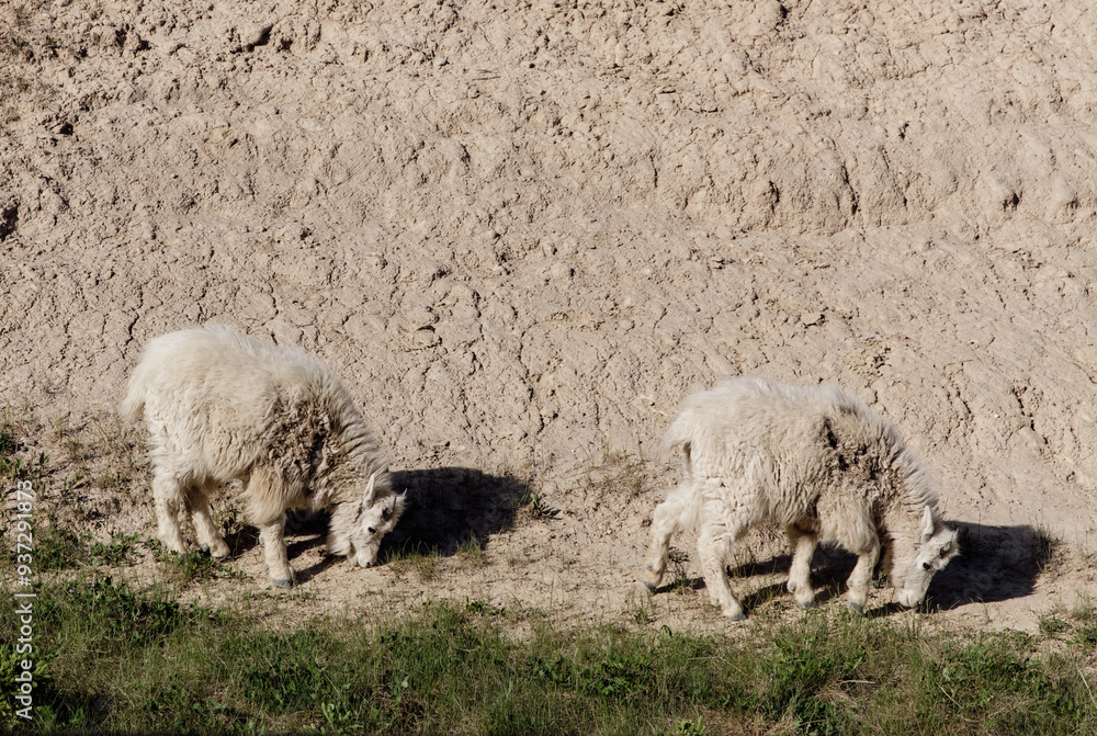 view of a family of white mountain goat with horns next to a sandy landscape in summer with bright sun light view of a family of white mountain goat with horns next to a sandy landscape in summer with bright sun light