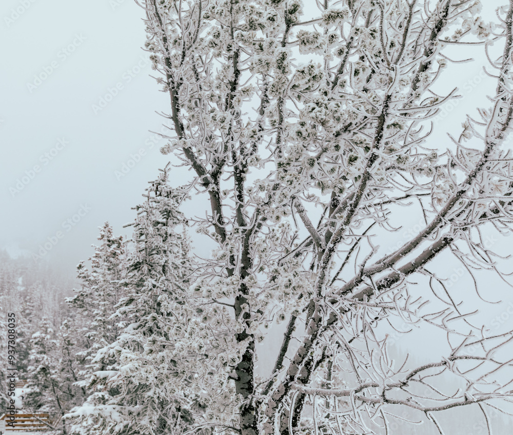 view of a tall tree covered with a fresh layer of snow in winter on a very foggy day with no visibility view of a tall tree covered with a fresh layer of snow in winter on a very foggy day with no visibility