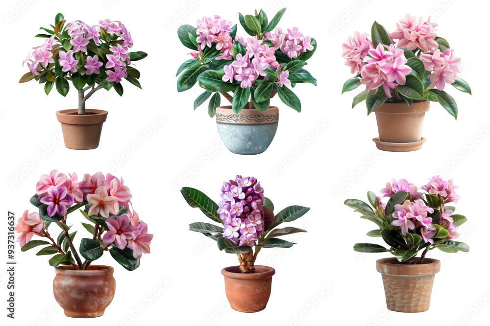 Six potted pink flowering plants with green leaves Six potted pink flowering plants with green leaves