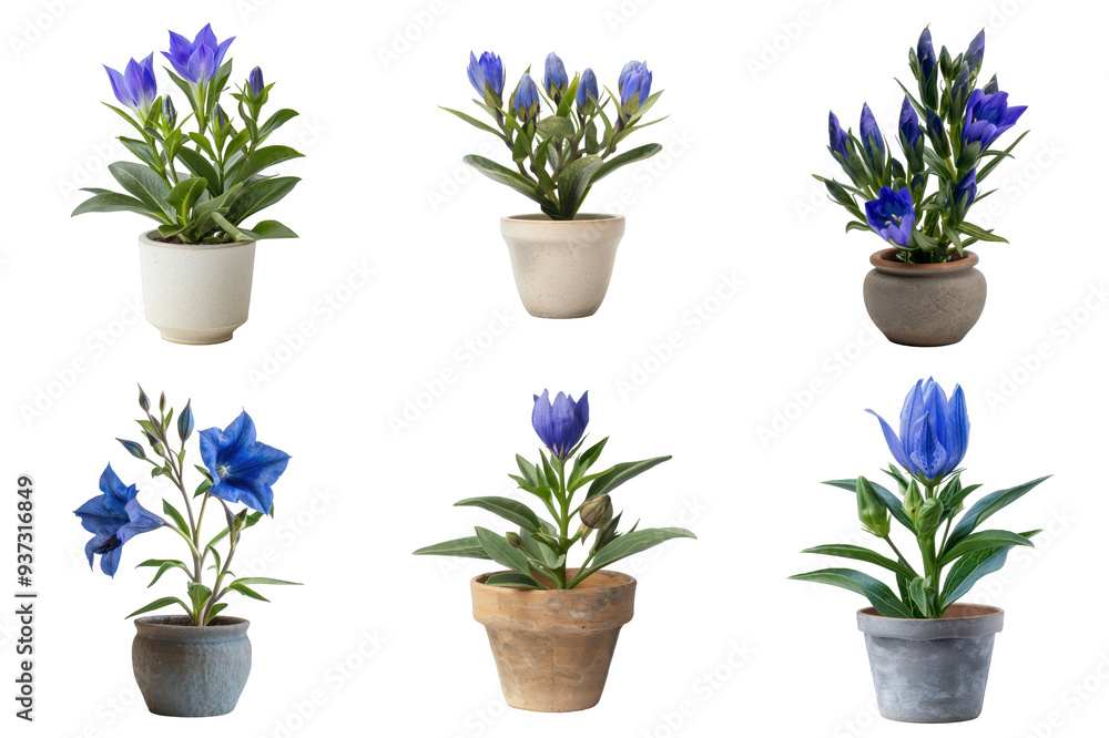 Six potted blue gentian plants with green leaves against a Transparent background Six potted blue gentian plants with green leaves against a Transparent background