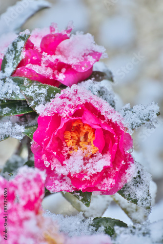山茶花に雪