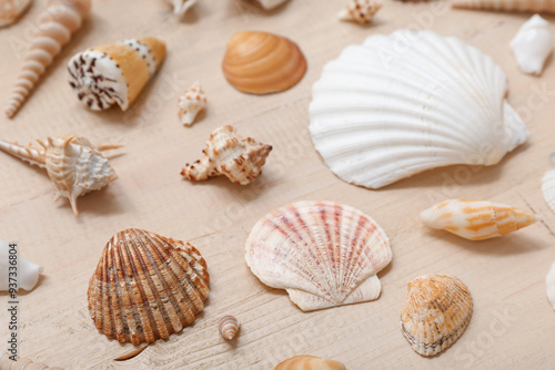 Many different sea shells on wooden background