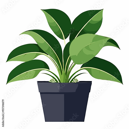 Beautiful indoor plant vector white background interior design, decorative monstera tree planted  ceramic pot