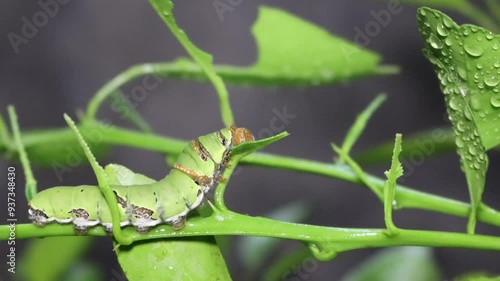 A green caterpillar is eating the leaves of an orange tree