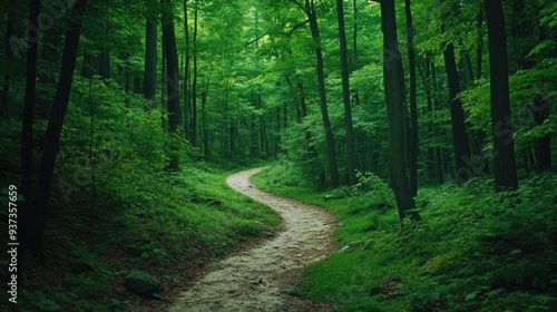 A lush green forest with a winding path, peaceful nature retreat and exploration concept, landscape view