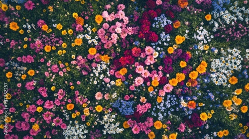 Aerial view of a flower field with a variety of colorful blooms, vibrant and cheerful nature scene -