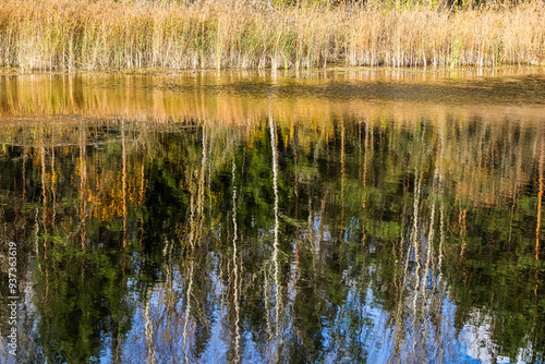 Bright colored trees and plants reflecting in the water. Autumn forest and beautiful lake