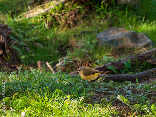 Yellow Rumped Thornbill Side On In Scrubby Area photo