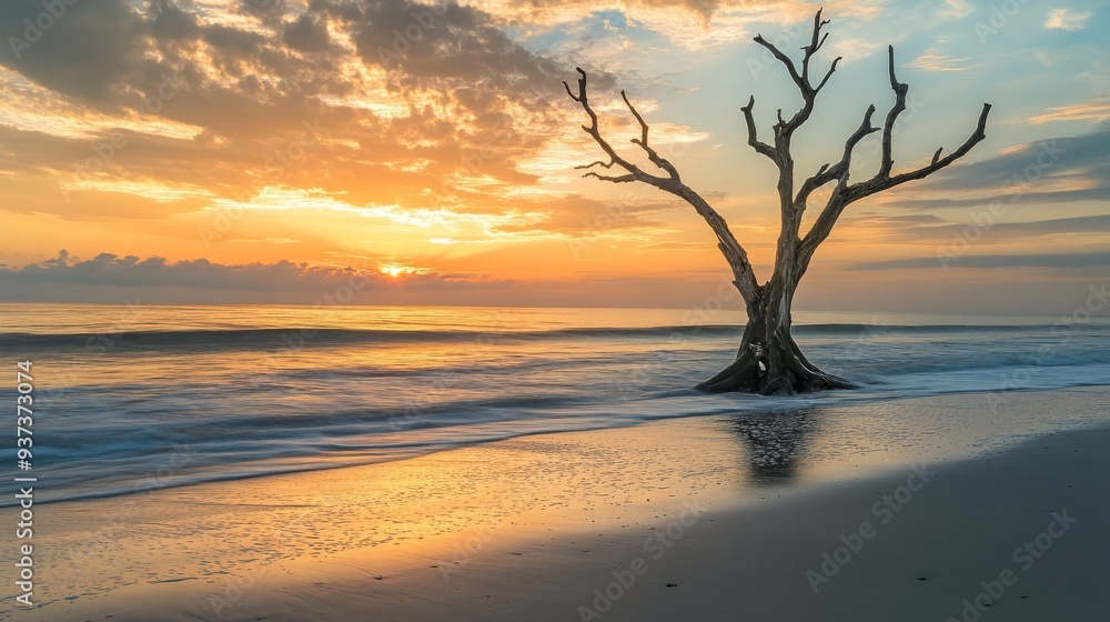 Beach tree, sunrise glow Beach tree, sunrise glow