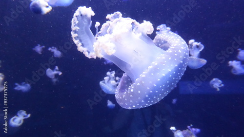 Jellyfish in a aquarium photo