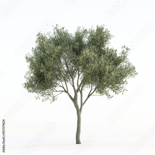 A tree is standing alone in a white background. The tree is tall and has a lot of leaves. The leaves are green and spread out, giving the tree a full and healthy appearance