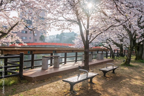 Ureshino onsen park with cherry blossom and river view at sunrise