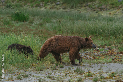 Mom and cub coastal brown (grizzly) bears in Glacier Bay National Park in southeastern Alaska walking along shoreline photo